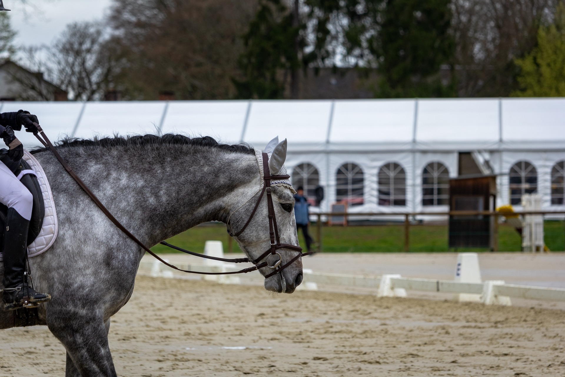 Winstpunten halen in de dressuur, zo zit het! - Paardenfanaten