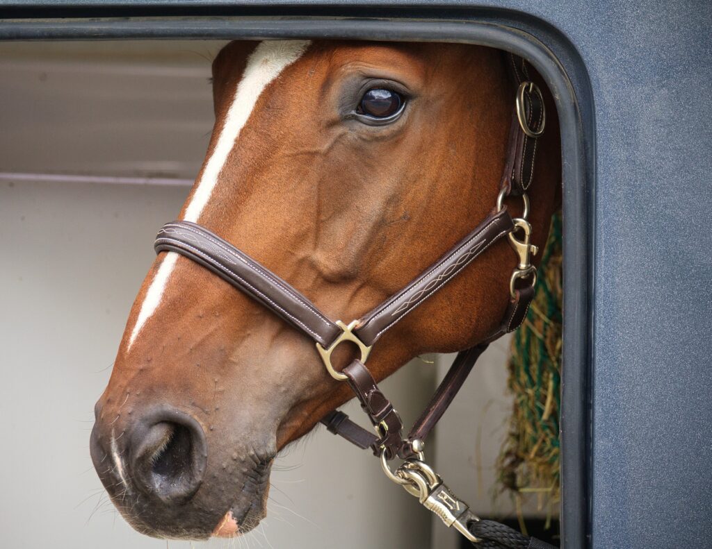 Paard kijkt uit het deurtje van de paardentrailer