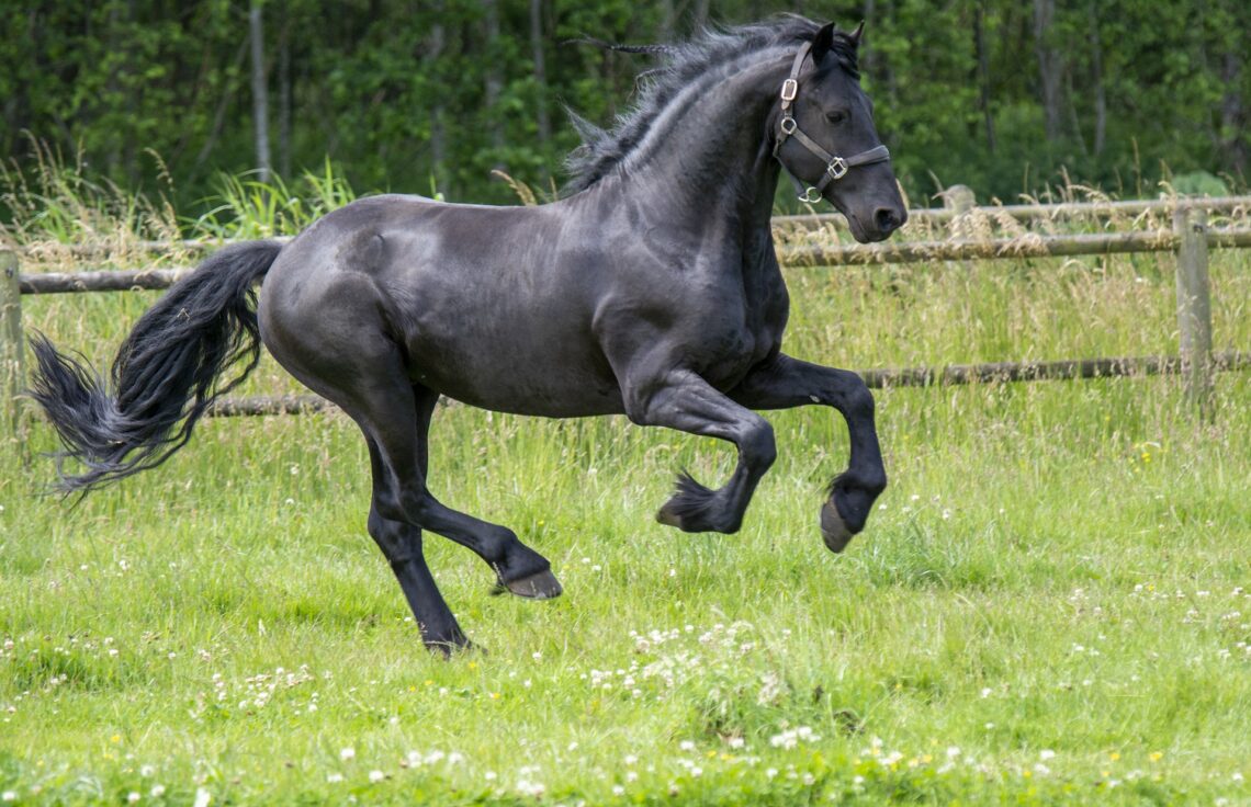 Erfenis Alfabetische volgorde Opsommen Vier oer-Hollandse paardenrassen - Paardenfanaten