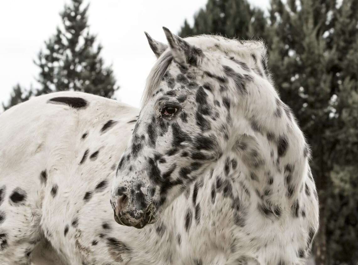 mannelijk Verdorie Verrast zijn Tien paarden met een bijzonder kleurtje - Paardenfanaten