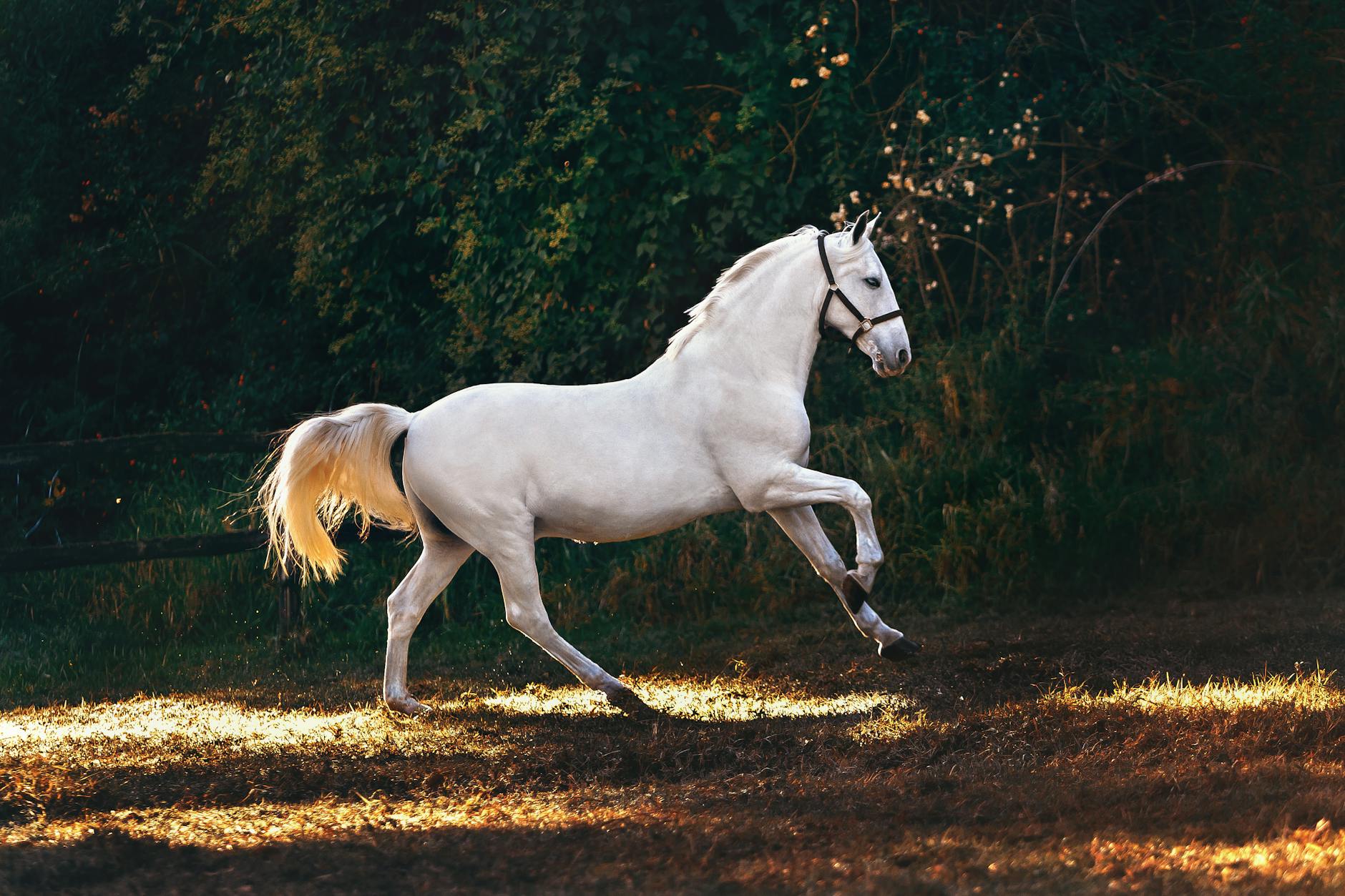 white coated horse running