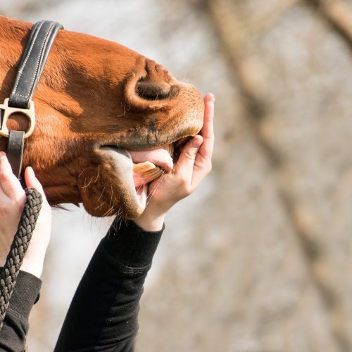 Leeftijd van een paard bepalen aan de hand van het gebit